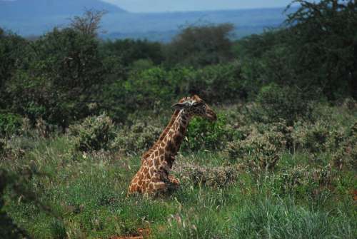 Giraffe Rest Nature Resting Wildlife Africa Tsavo