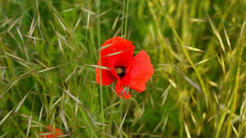 Poppy Meadow Nature Plant Flower Summer