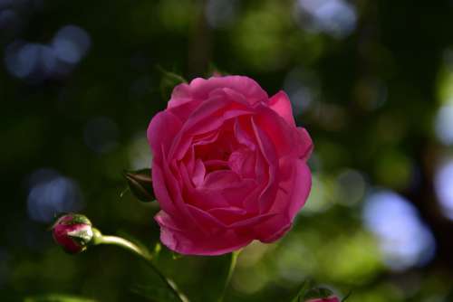 Rose Flower Summer Garden Fragrance