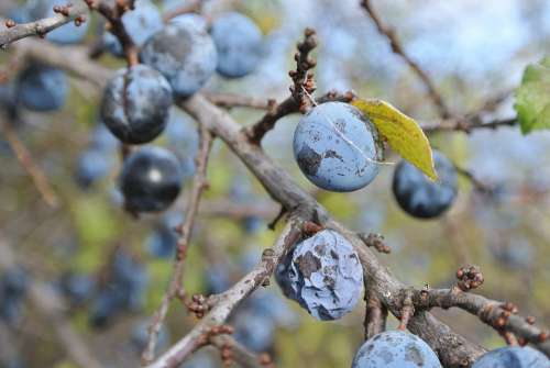 Sloes Autumn Berry Blue Blackthorn Bush