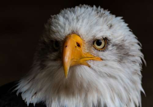 Bald Eagle Raptor Bird Of Prey Yellow Eye Hawk Eye