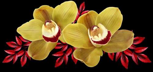 Flowers Yellow Orchids Autumn Leaves Tropical