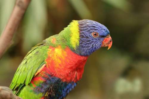 Bird Lorikeet Parrot Birds Animals Fauna