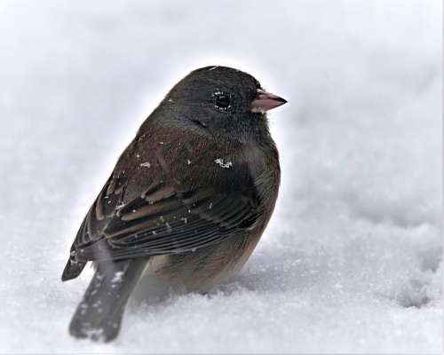 Bird Junco Sparrow Black And White Snow Wildlife