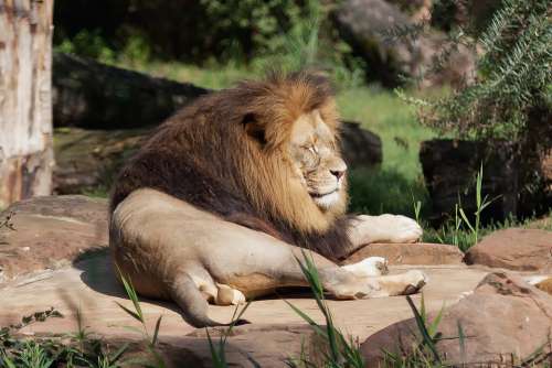 Lion Predator Africa Safari Animal World