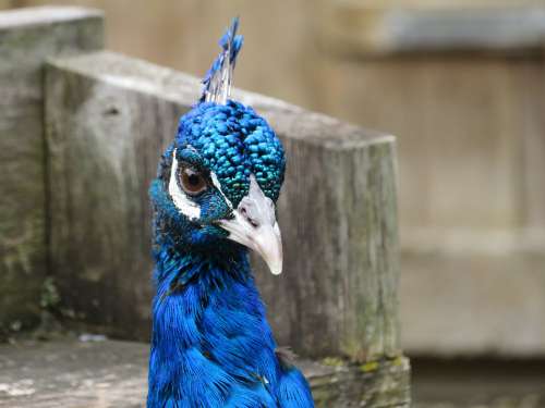 Peacock Blue Feather Bird Colorful Animal Plumage