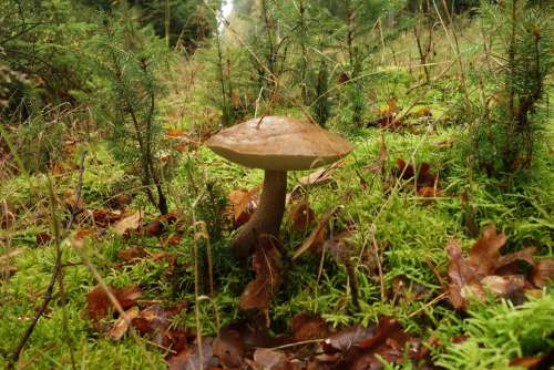 Mushroom Forest Nature Autumn