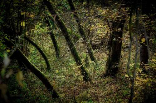 Mysticism Forest Light Mood Green Mystical Nature