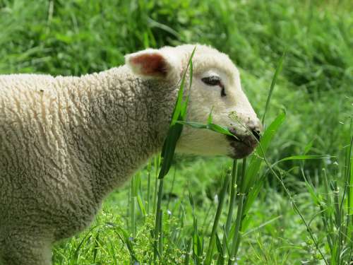 Lamb Easter Spring Pasture Sheep Schäfchen Sweet