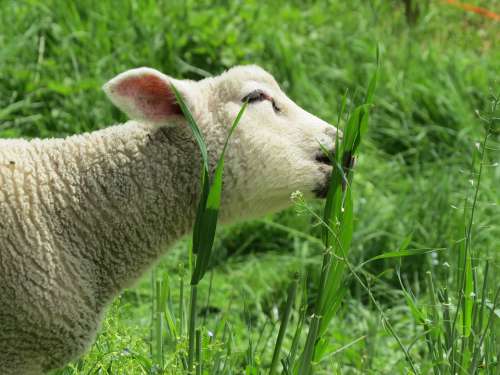 Lamb Easter Spring Pasture Sheep Schäfchen Sweet