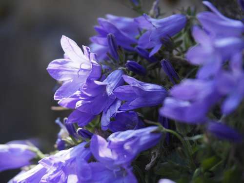 Nature Flower Purple Flowers