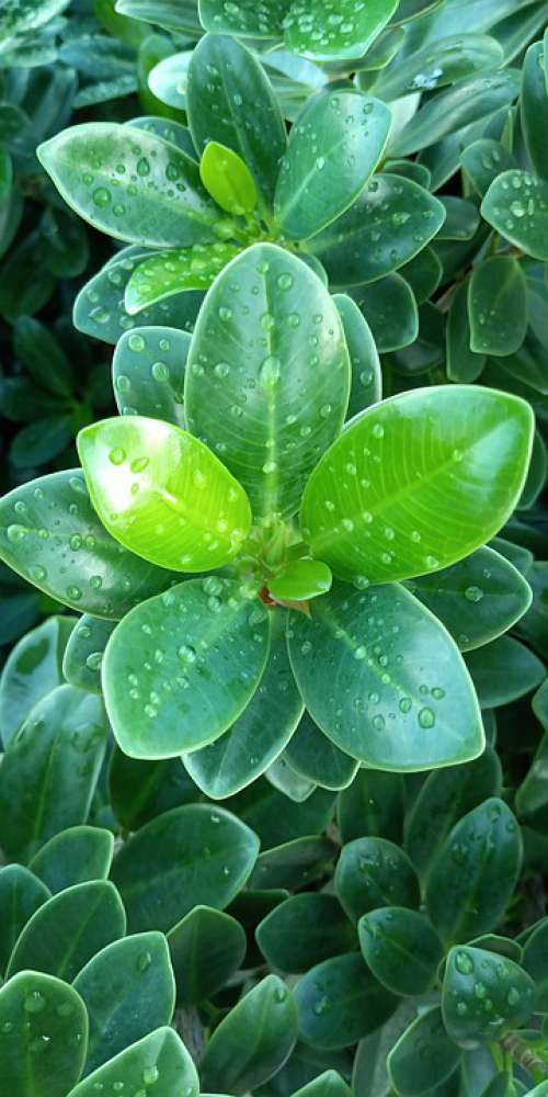 Plant Dew Rain Refresh Flowers Green