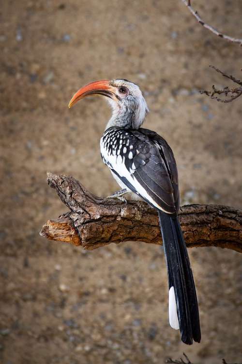 Yellow-Billed Hornbill Bird Africa Animal Sitting