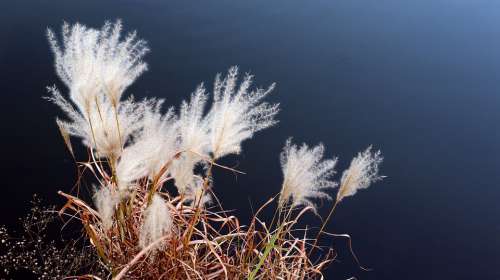 Reed Flower Water Bloom Blossom Plant Blue