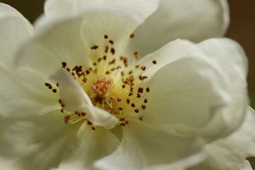 Rose Rose Bloom Stamens Pistil Petals White