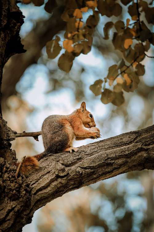 Animal Squirrel Tree Nature Wild Beautiful Nut