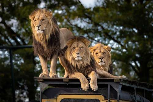 Lion Zoo Africa Predator Animal Big Cat
