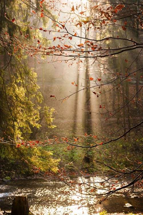 Sun Shadow Leaves Tree Forest Autumn Water Trees