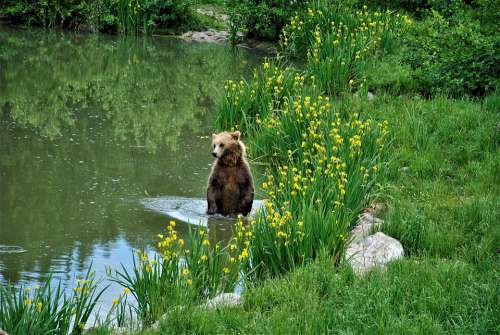 Brown Bear Nature Wildlife Park Predator Dangerous