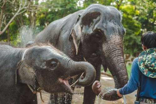 Thailand Elephant Small Child Drinks Water Bathes