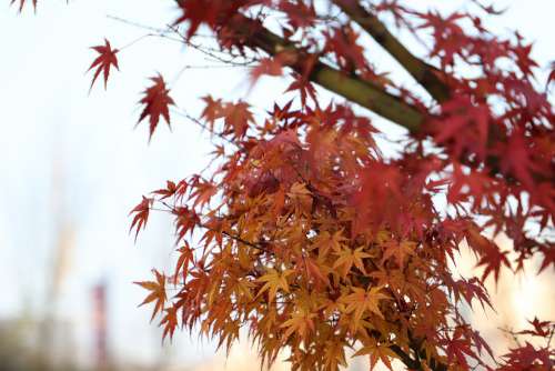 Taste Of Autumn Autumn Colorful Season Red Maple