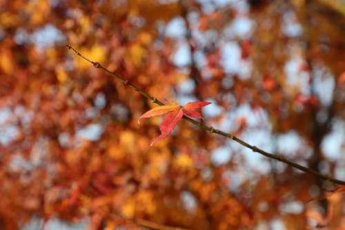 Taste Of Autumn Autumn Colorful Season Red Maple