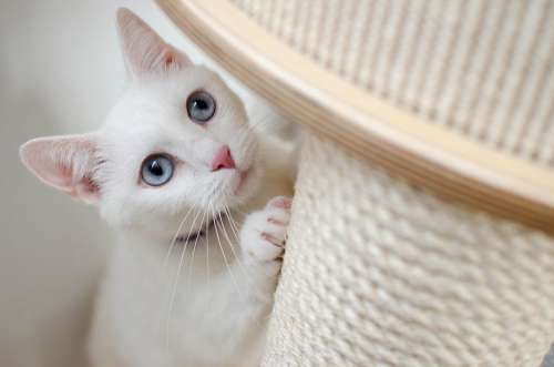 White Cat She-Cat Beautiful Home Albino Miracle