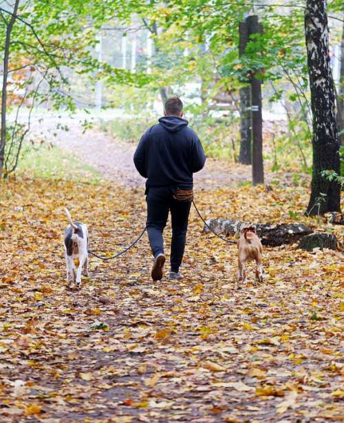 Man Dogs Leash Together Going Forest Autumn