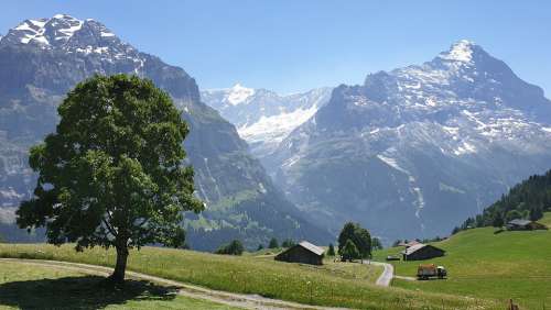Swiss Switzerland First Alps Nature Tree Mountain