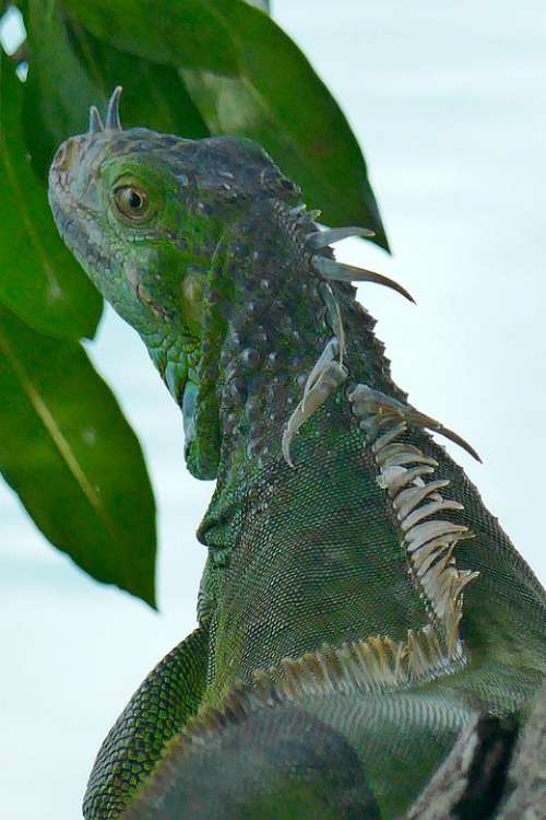 Iguana Reptile Lizard Nature Green Wildlife