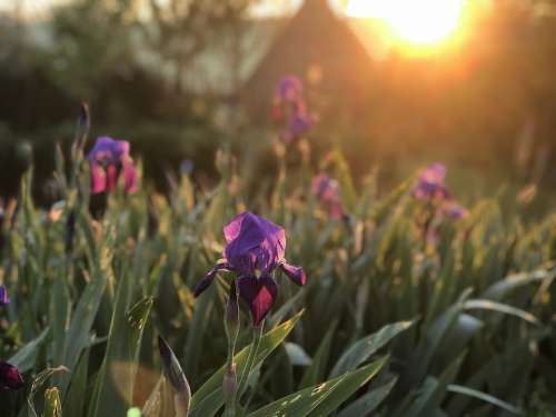 Irises Morning Sun Sunrise Dawn Mood Atmosphere