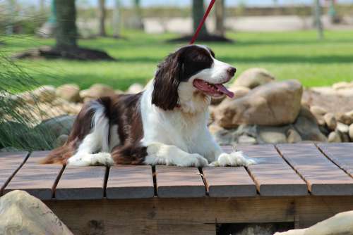 Dog Spaniel Pet Springer Canine Animal English