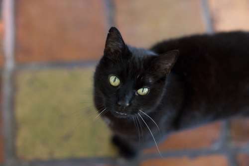 Cat Black Hangover Pet Eyes Animals