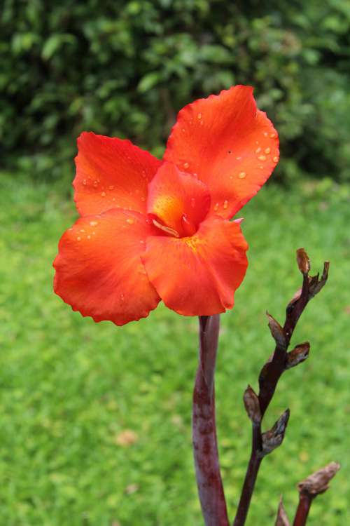 Canna Lily Flower