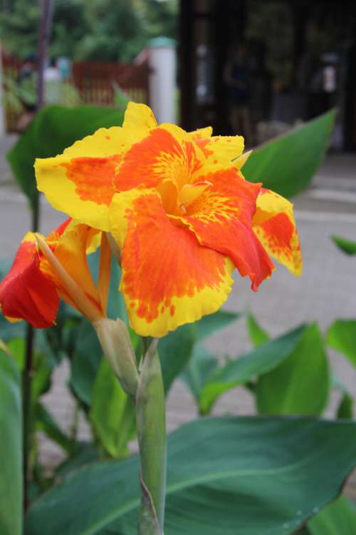 Canna Lily Flower