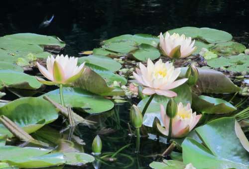 Water Lilies