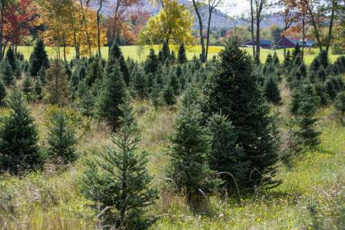 Christmas Tree Farm