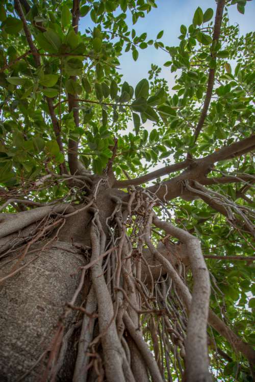 Beautiful Green Tree