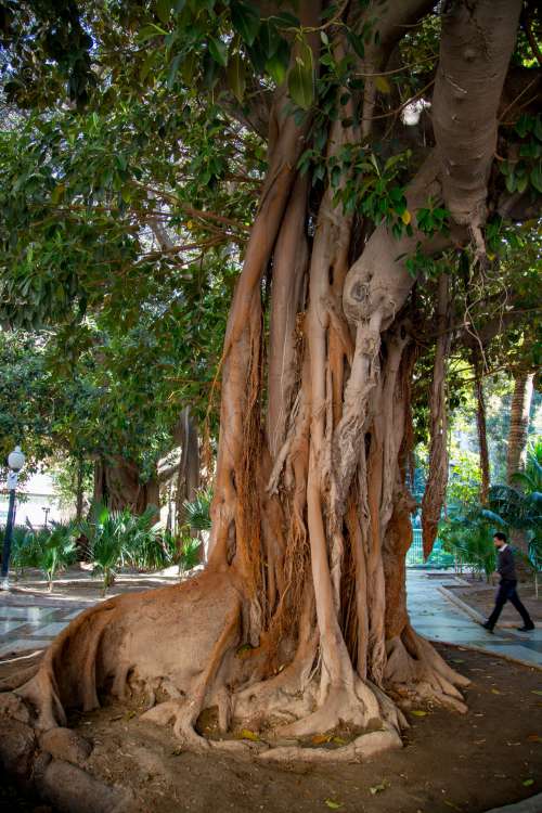 Beautiful Green Tree