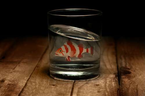Fish In The Glass