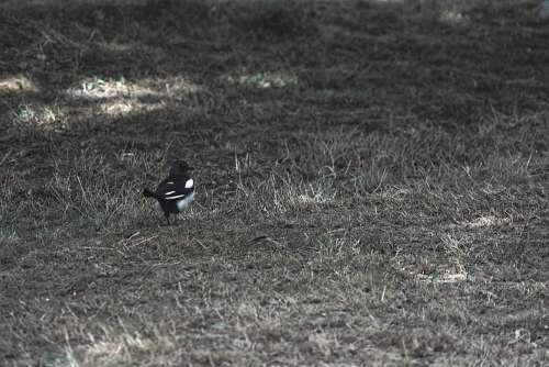 The Magpie Magpie