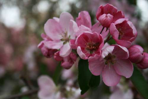 apple blossoms nature flowers blooming