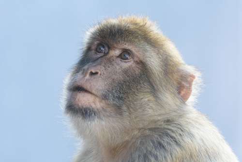 monkey portrait animal face mammal