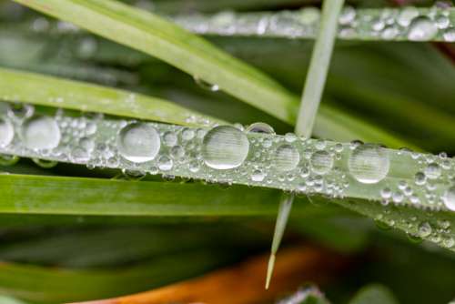 grass dew rain wet droplet