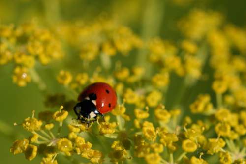 ladybug close up nature bug macro