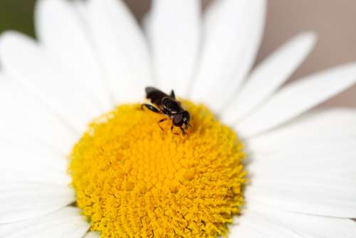 insect flower nature daisy spring