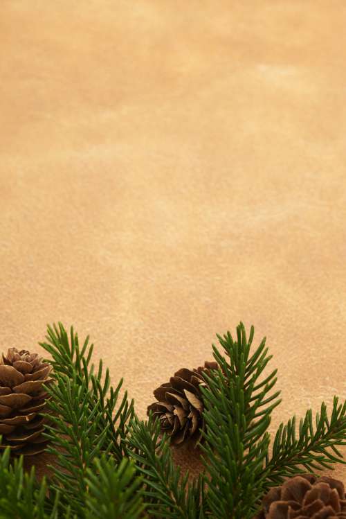 seasonal backgrounds christmas flat lay pine