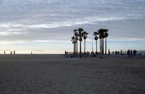 beach palm trees cloudy overcast