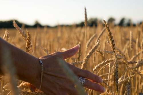 wheat background autumn nature field