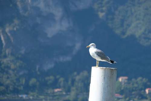 Seagull Standing on a White Pole